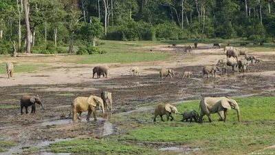 Dzanga Sangha Reserve in Central African Republic