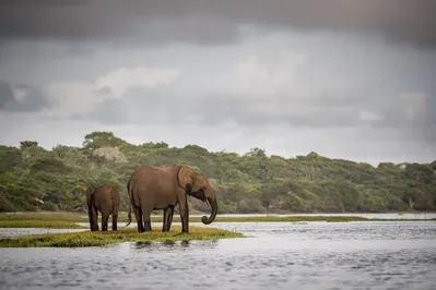 Surfing hippos in Loango National Park - Gabon