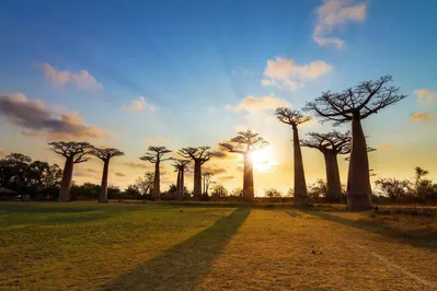 Avenue of the Baobabs at sunset and Tsingy de Bemaraha, 2025