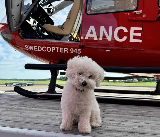 Are pets allowed on helicopter flights?