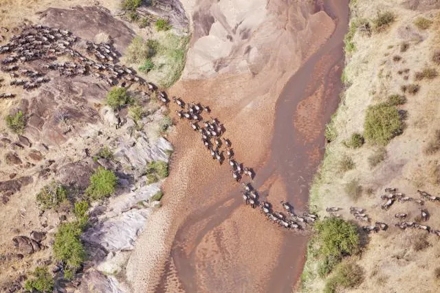 Dramatic Mara River crossing aerial view