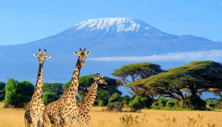 Tanzania Safari Medevac Kilimanjaro