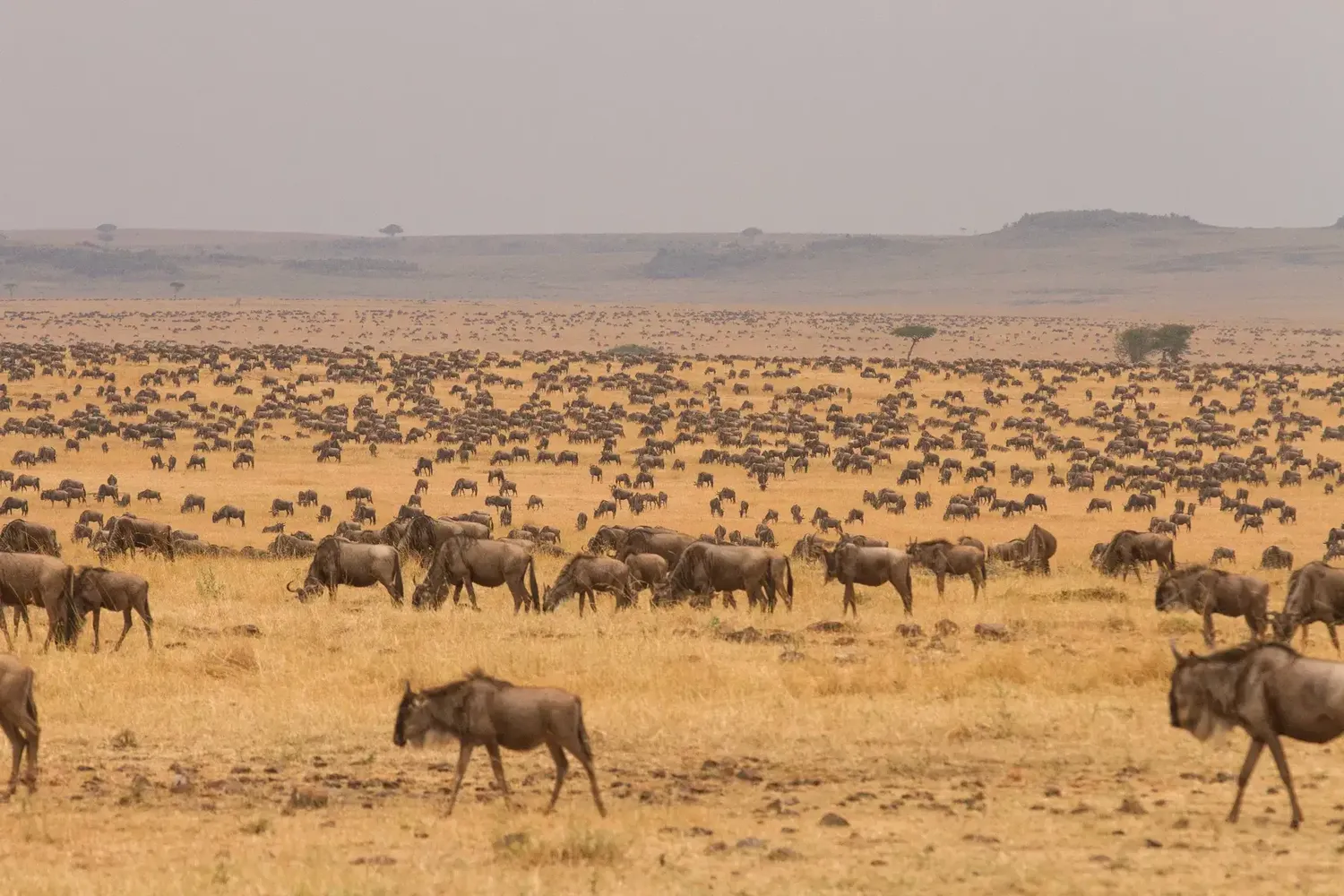 Safari group in Serengeti