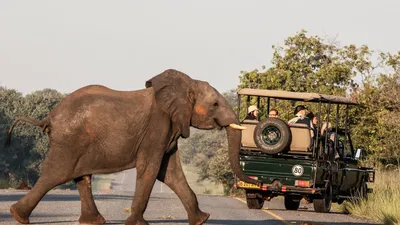 Victoria Falls and Hwange elephants, Zimbabwe